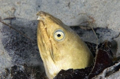 Black-striped Snake Eel (Callechelys catostoma) Black-striped Snake Eel (Callechelys catostoma)