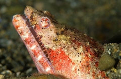 Henshaw's Snake Eel (Brachysomophis henshawi) Henshaw's Snake Eel (Brachysomophis henshawi)