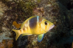 Barred Hamlet (Hypoplectrus puella) Barred Hamlet (Hypoplectrus puella)
