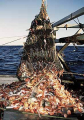 Emptying trawl net of catch from continental shelf. Emptying trawl net of catch from continental shelf.