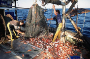 Fishermen emptying trawl net.