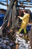 Cod end of trawl net being emptied onto deck of fishing boat. Cod end of trawl net being emptied onto deck of fishing boat.