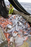 Fish, skates, rays and sharks on deck of trawler fishing boat. Fish, skates, rays and sharks on deck of trawler fishing boat.