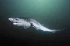 Sharpnose Sevengill Shark (Heptranchias perlo) Sharpnose Sevengill Shark (Heptranchias perlo)