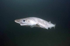 Sharpnose Sevengill Shark (Heptranchias perlo)