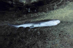 Broadnose Sevengill Shark (Notorynchus cepedianus)