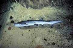 Broadnose Sevengill Shark (Notorynchus cepedianus)