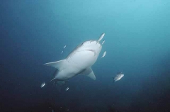 Broadnose Sevengill Shark (Notorynchus cepedianus) Broadnose Sevengill Shark (Notorynchus cepedianus)