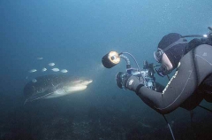Broadnose Sevengill Shark (Notorynchus cepedianus) Broadnose Sevengill Shark (Notorynchus cepedianus)
