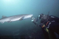 Broadnose Sevengill Shark (Notorynchus cepedianus) Broadnose Sevengill Shark (Notorynchus cepedianus)