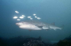 Broadnose Sevengill Shark (Notorynchus cepedianus) Broadnose Sevengill Shark (Notorynchus cepedianus)