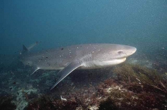 Broadnose Sevengill Shark (Notorynchus cepedianus) Broadnose Sevengill Shark (Notorynchus cepedianus)