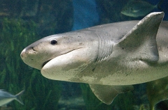 Broadnose Sevengill Shark (Notorynchus cepedianus) Broadnose Sevengill Shark (Notorynchus cepedianus)