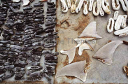 Shark fins and sea cucumbers on sale in asian market. Shark fins and sea cucumbers on sale in asian market.
