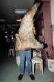 Dried pectoral fin of Whale Shark (Rhincodon typus) Dried pectoral fin of Whale Shark (Rhincodon typus)