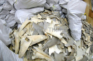 Dried shark fins used in traditional Asian medicine and restaurants. Dried shark fins used in traditional Asian medicine and restaurants.