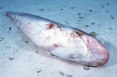 Silvertip Shark (Carcharhinus albimarginatus) Silvertip Shark (Carcharhinus albimarginatus)