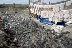 Shark finning operations showing shark fins and meat drying in beach camp. Shark finning operations showing shark fins and meat drying in beach camp.