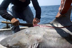 Sea Gypsies cutting off fins of Grey Reef Shark (Carcharhinus amblyrhynchos) Sea Gypsies cutting off fins of Grey Reef Shark (Carcharhinus amblyrhynchos)