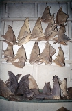 Dried shark fins in shop.