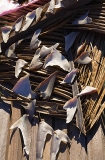 Shark fins drying in the sun. Shark fins drying in the sun.