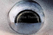 Blue Shark (Prionace glauca) Blue Shark (Prionace glauca)