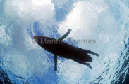 Sharks eye view of a man floating on a surfboard, similar in outline to large turtle which are preyed upon by sharks. Sharks eye view of a man floating on a surfboard, similar in outline to large turtle which are preyed upon by sharks.