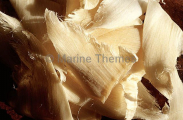 Dried shark fins. Used in medicines and various foods. Dried shark fins. Used in medicines and various foods.