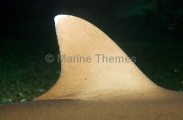 Whitetip Reef Shark (Triaenodon obesus) Whitetip Reef Shark (Triaenodon obesus)