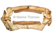 Gummy Shark (Mustelus antarcticus) Gummy Shark (Mustelus antarcticus)