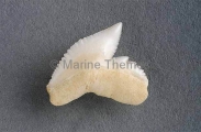 Tooth of Tiger Shark (Galeocerdo cuvier) Tooth of Tiger Shark (Galeocerdo cuvier)