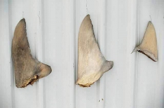 Fins of Tiger Shark (Galeocerdo cuvier) Fins of Tiger Shark (Galeocerdo cuvier)