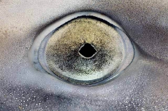 Eye detail of School Shark (Galeorhinus galeus)