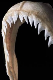 Blue Shark (Prionace glauca)