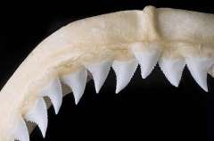 Blue Shark (Prionace glauca)