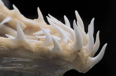 Teeth of Mako Shark (Isurus oxyrinchus)