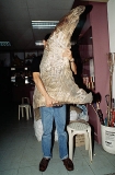 Dried pectoral fin of Whale Shark (Rhincodon typus) Dried pectoral fin of Whale Shark (Rhincodon typus)