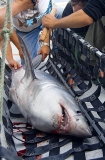 Porbeagle Shark (Lamna nasus) Porbeagle Shark (Lamna nasus)