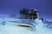 White-spotted Guitarfish (Rhynchobatus djiddensis) White-spotted Guitarfish (Rhynchobatus djiddensis)