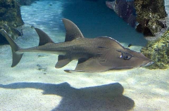 Shark Ray (Rhina ancylostoma)