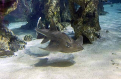Shark Ray (Rhina ancylostoma)