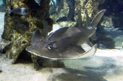 Shark Ray (Rhina ancylostoma)