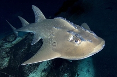 Bowmouth guitarfish (Rhina ancylostoma) Bowmouth guitarfish (Rhina ancylostoma)