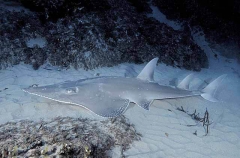 White-spotted Guitarfish (Rhynchobatus djiddensis) White-spotted Guitarfish (Rhynchobatus djiddensis)