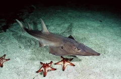 White-spotted Guitarfish (Rhynchobatus djiddensis)