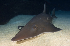 White-spotted Guitarfish (Rhynchobatus djiddensis) White-spotted Guitarfish (Rhynchobatus djiddensis)