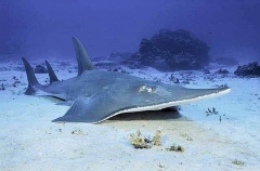 White-spotted Guitarfish (Rhynchobatus djiddensis)