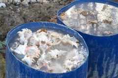 Sea shells used in international shell trade being soaked in formalin. Sea shells used in international shell trade being soaked in formalin.