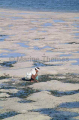 Collecting shells from sand flats for international shell trade. Collecting shells from sand flats for international shell trade.