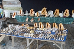 Various sea shells in market stall for sale to tourists. Various sea shells in market stall for sale to tourists.